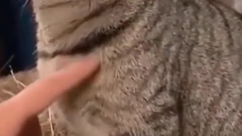 Thes cat mosh video viral cats