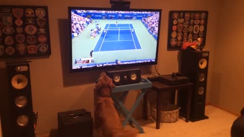 Golden retriever loves US Open tennis