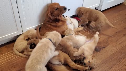 yt1s.com - Golden Retriever Dad Babysits Puppies