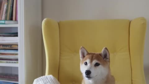 The cute dog sits in front of the heater