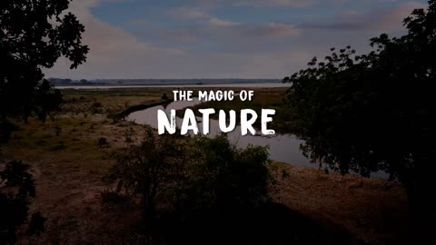 SAFARI - MALAWI - KENYA - The Magic of Nature 4K