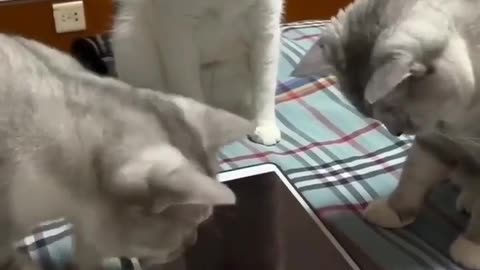 Cat Funny Moments