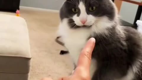 Cats want to be petted and pampered