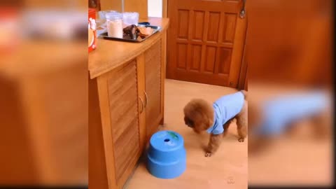 Cute and Innocent baby Dog clever cute baby Dog