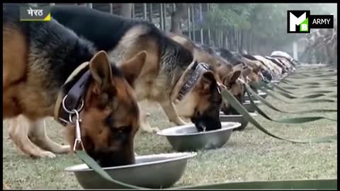 Military Dogs | Indian Army | indian army dog training | army dogs