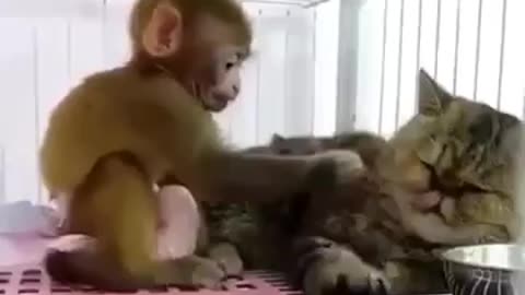 Monkey playing with kitten hilarious