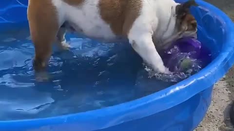 English Bulldog Cali cooling off in her pool