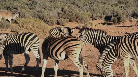 Zebra with his friends