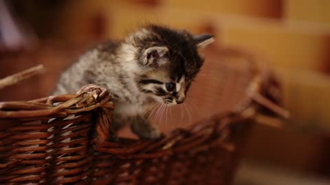 Three kittens jumping from basket