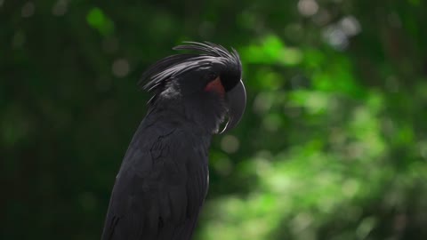 Rarest Philippines Eagle spotted in African forest
