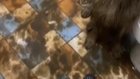 Funny dog bath, cute