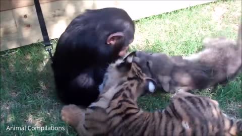 Cute baby chimpanzees - cutest cute compilation in life