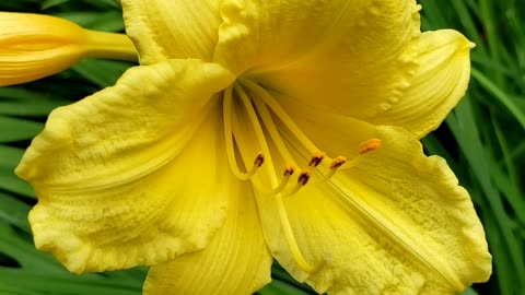 Yellow Daylily Flowers