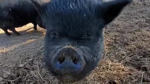 Wilbur#eatit#pig#fyp