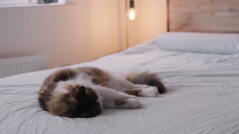 A Furry Cat Sleeping on a Bed