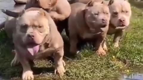 Dogs, dogs short video pitbull dog video #dogs#pitbull