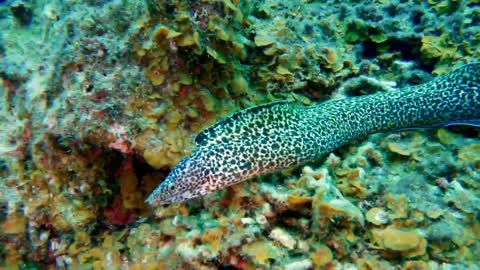 diving while capturing rare moments with morai eels