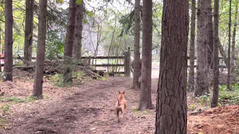 Horses and dogs running through forest