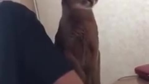 Cat Tries To Show Love To Owner While Stealing Drumstick!