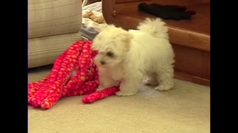 Cute Maltese puppy dog barking at funny small cat animal toy little puppies playing bark voice