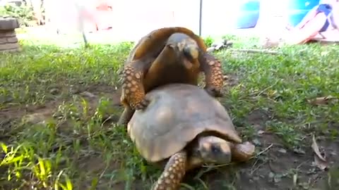 Turtle makes weird noise while humping another turtle