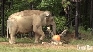 This elephant prefers this food in the morning