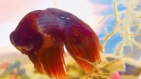 Fighter beautiful fish 🐠 alone in tha fish tank slow motion Video