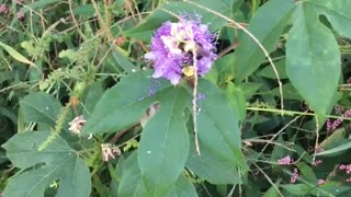 Delicious Native Passionfruit for Your Homestead!