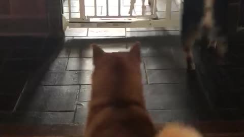 Our Shiba Friends Arrive