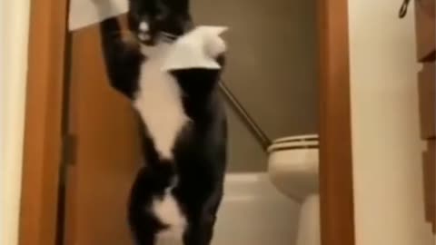 Cat walking on there two legs