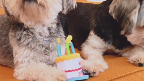 Birthday of our favorite dogs 🐕🥳🥳🥳