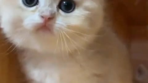 Cute baby animals Videos Compilation cute moment of the animals #short https://www.youtube.com