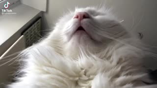 Sleeping cat🤪