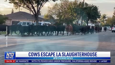 Cows Escape LA Slaughterhouse