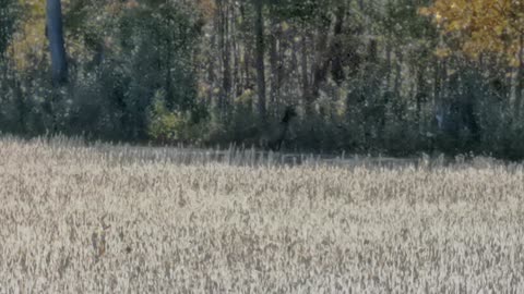 Blue heron Wild Turkey