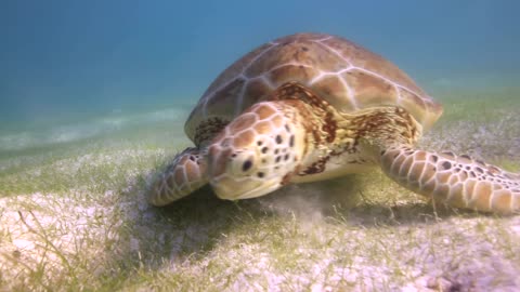 Sea turtle feeding on the seabed