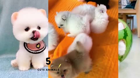 Cute Dogs That Will Make You Happy-Funny Animal