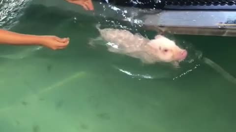 Wow - this little piggy missed the market and swam instead, lol