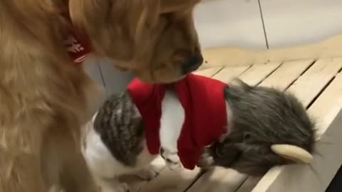 Golden Retrievers and Husky Welcomes Tiny Baby Kittens - Smart Dogs Compilation Cute Puppies
