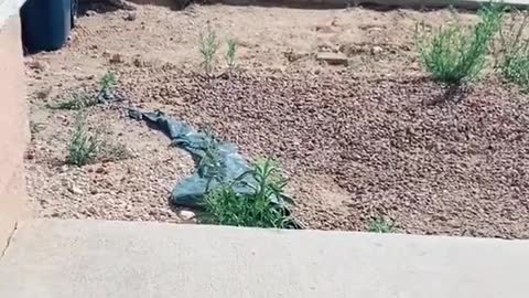 Little Dude Gets Excited For Dad