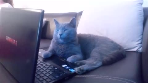 Cat on computer