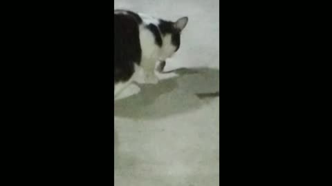 My Cats 😺 trying Catch little Rats 🐁/ The rats no time to run: