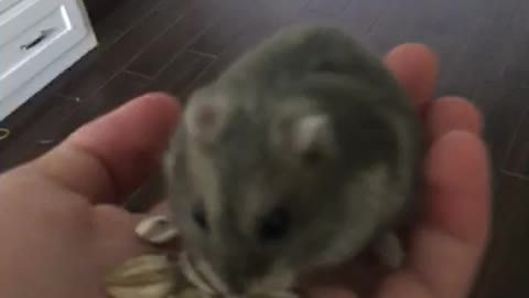 Cute hamster loves sunflower seeds!