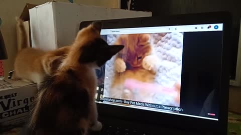 Watching cute pussy