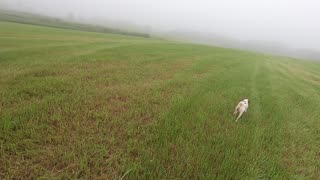 Foggy Brittany Morning Run