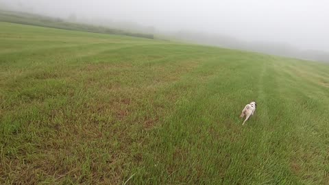 Foggy Brittany Morning Run