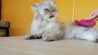 Fluffy cat enjoys getting groomed