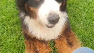 Bernese Mountain Dog keeps asking for more treats