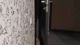 Kitty Opens Door With a Kick