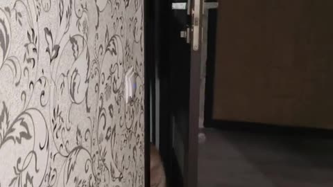 Kitty Opens Door With a Kick
